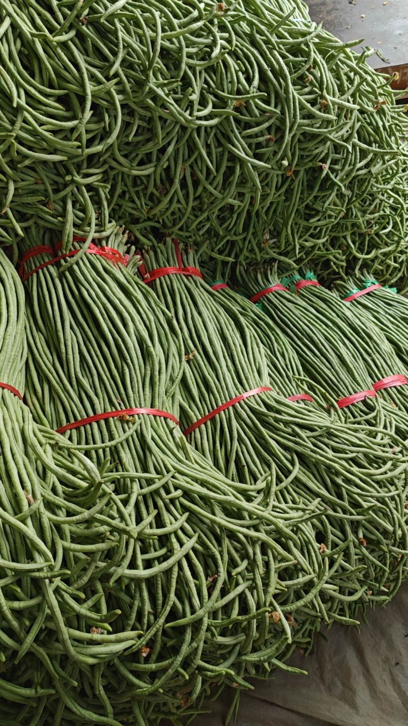 精品青州长豆角大量上市中，欢迎采购