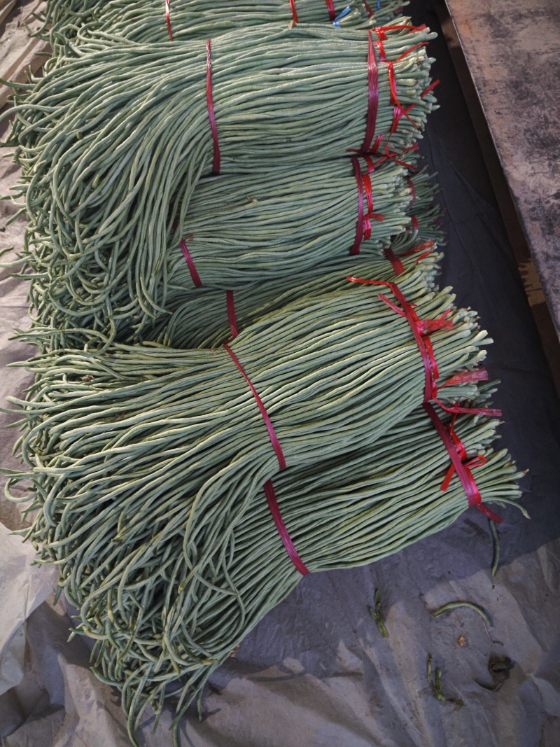 精品青州长豆角大量上市中，欢迎采购