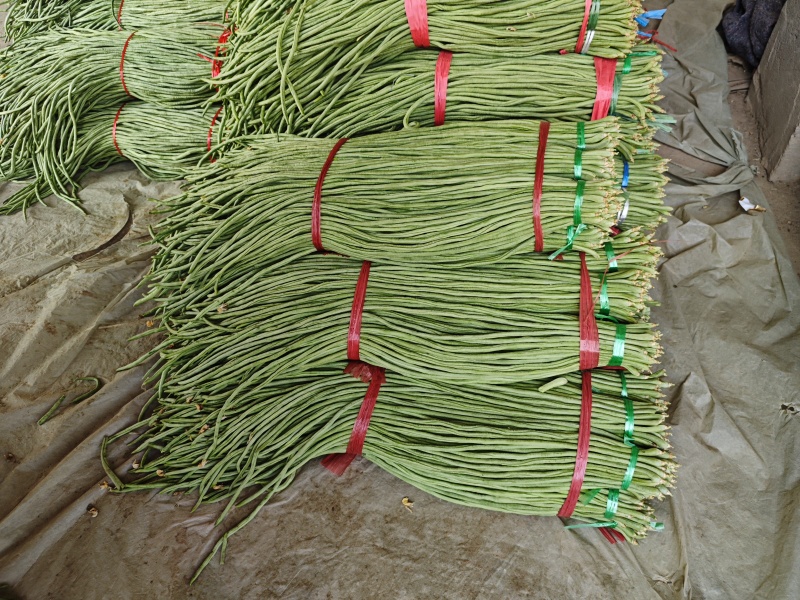 精品青州长豆角大量上市中，欢迎采购