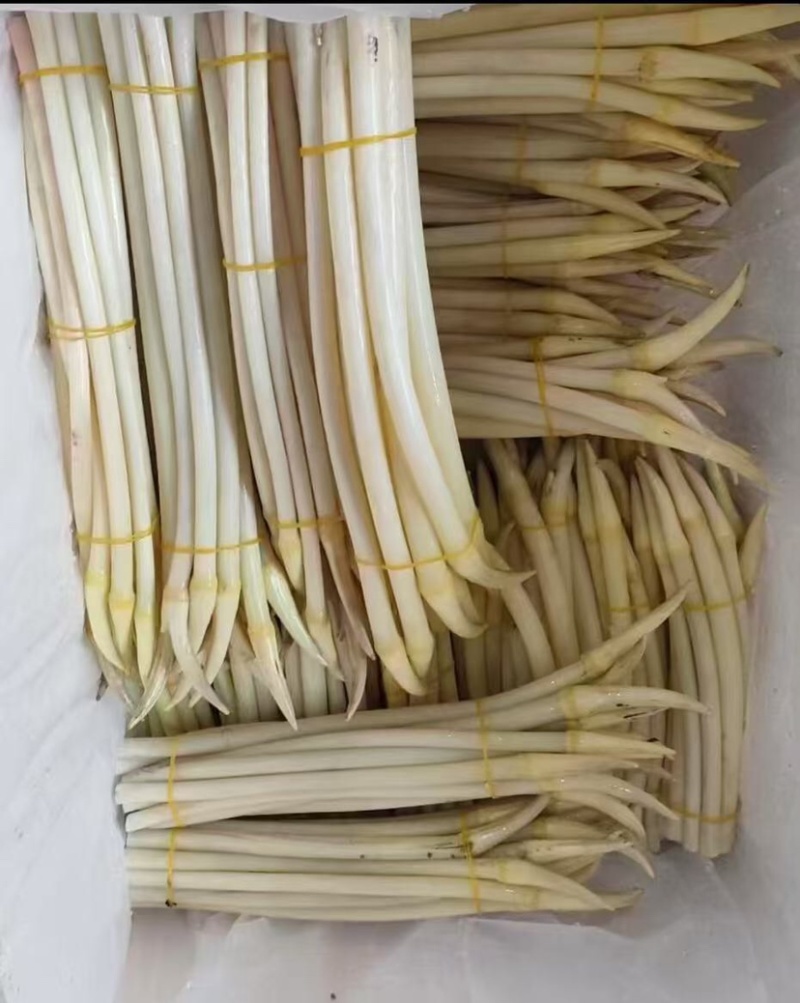 湖北仙桃藕带，诚信经营，保证质量，主营b货和真空包