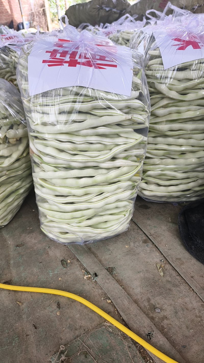 河南白不老豆角白芸豆大量上市中可视频看货