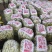 河南白不老豆角白芸豆大量上市中可视频看货