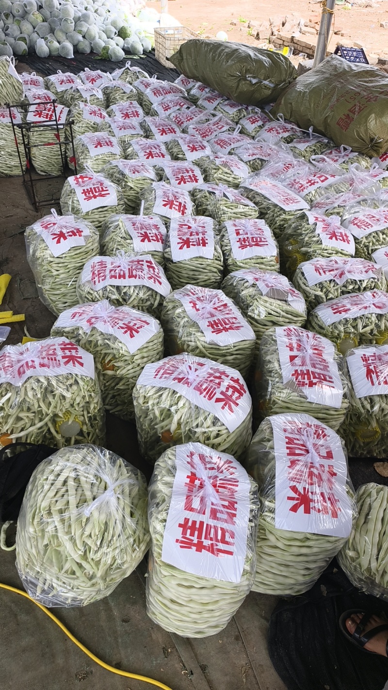 河南白不老豆角白芸豆大量上市中可视频看货