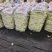 河南白不老豆角白芸豆大量上市中可视频看货