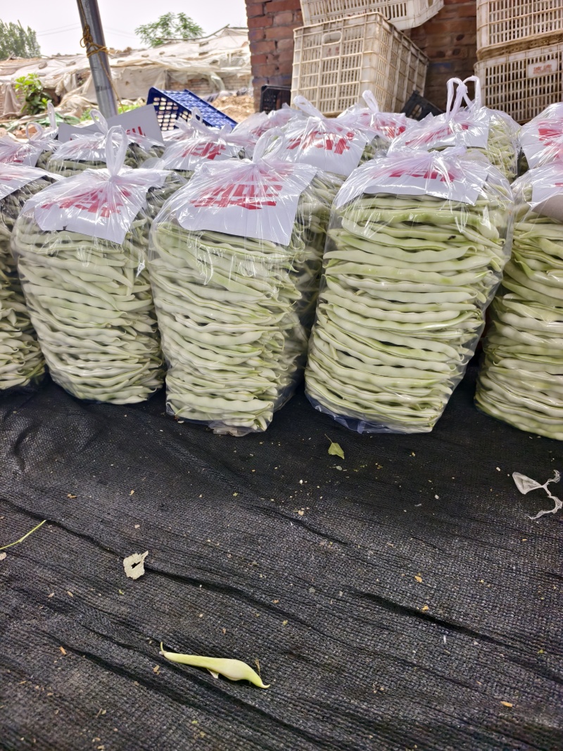 河南白不老豆角白芸豆大量上市中可视频看货