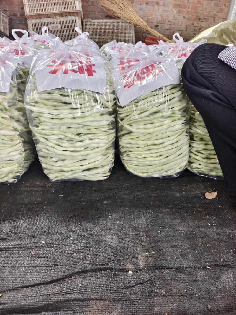 河南白不老豆角白芸豆大量上市中可视频看货