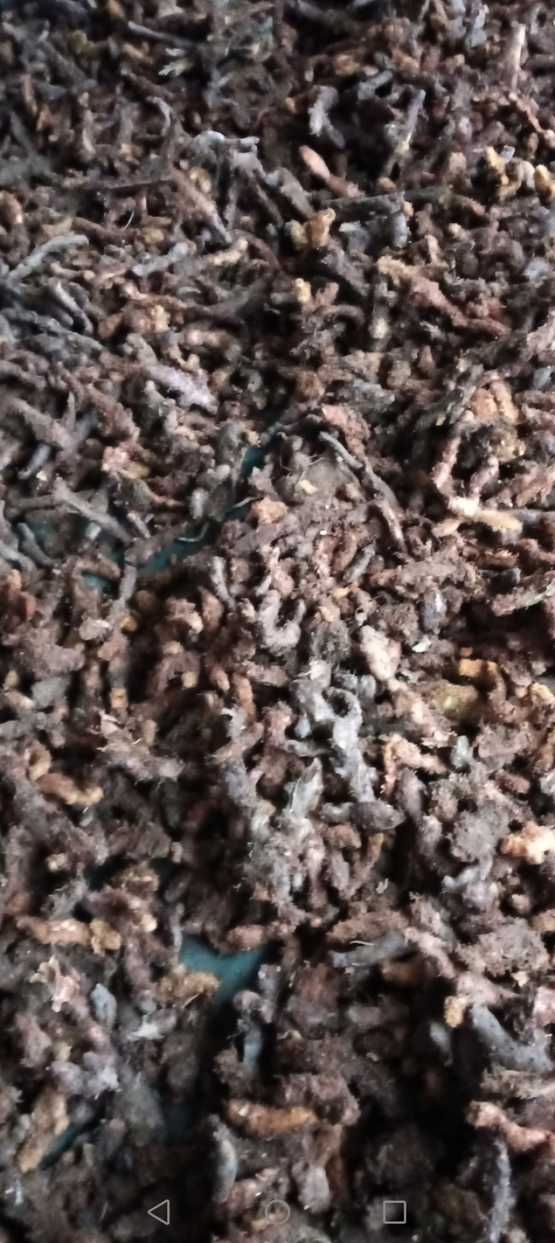 骨碎补2斤起售，干货，鲜货高纯度，质量达《药典》标准