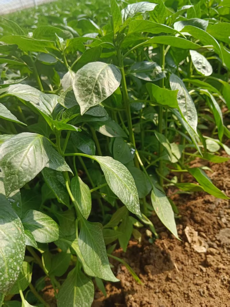 精品线椒苗螺线椒苗二荆条苗现挖现发包成活