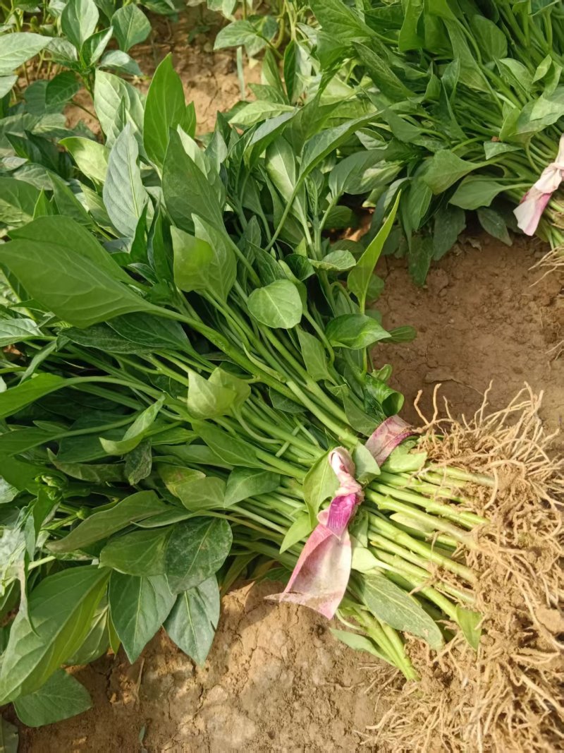 精品线椒苗螺线椒苗二荆条苗现挖现发包成活