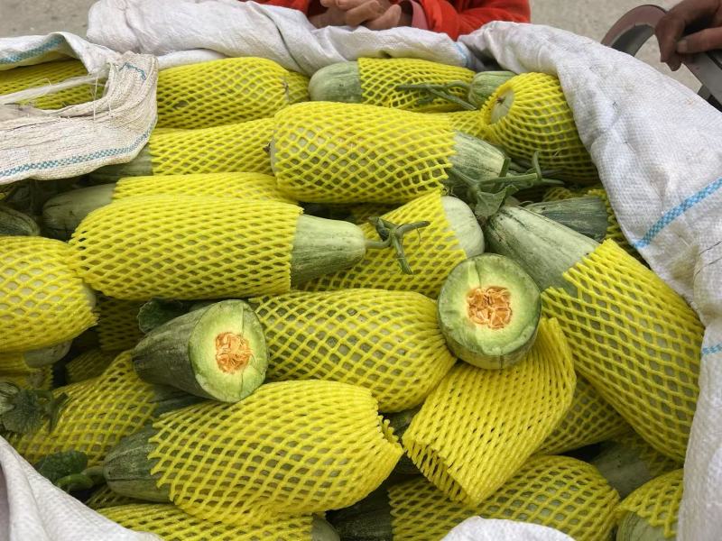 砀山白沙蜜甜瓜，保质保量，保熟保甜，支持全国发货