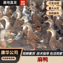 麻鸭批发收购质量保证量大价优支持视频看货欢迎来