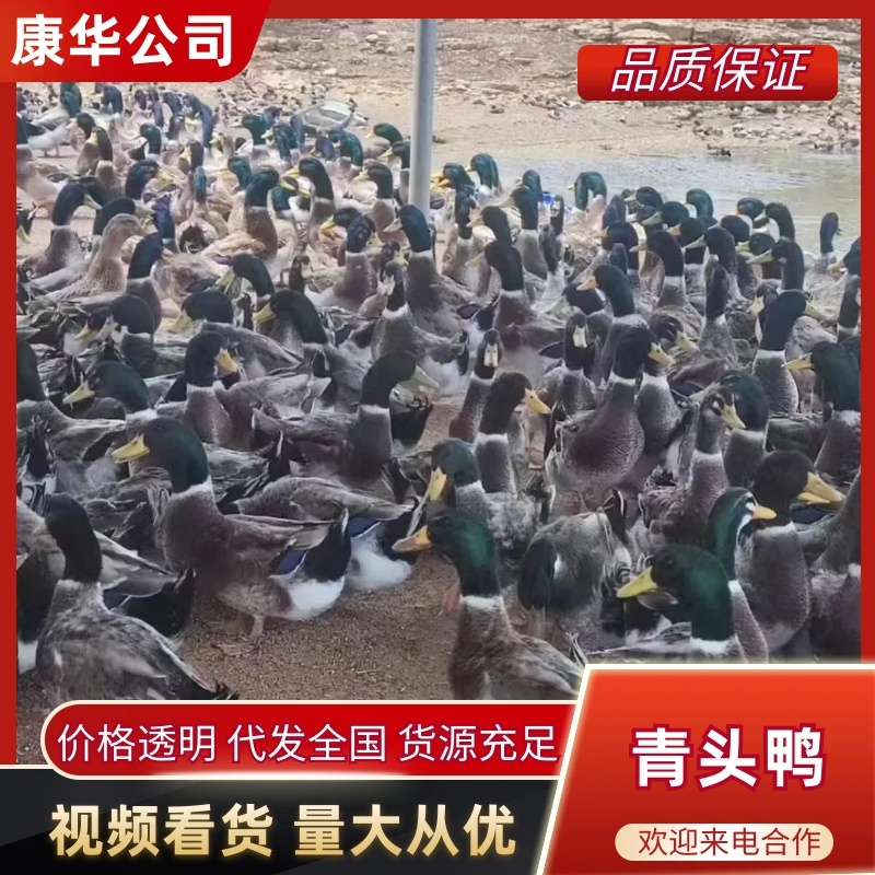 广西青头鸭，收购批发商，麻鸭，番鸭，本公司货源欢迎采购