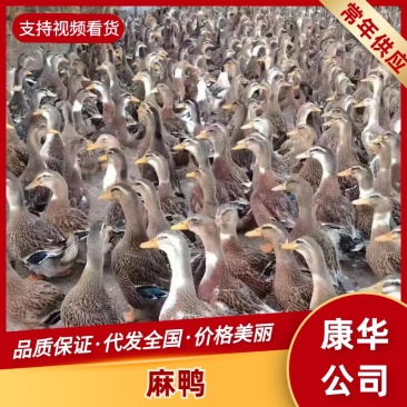 广西康华禽业，收购批发，麻鸭，青头鸭，杂交鸭，番鸭，鹅