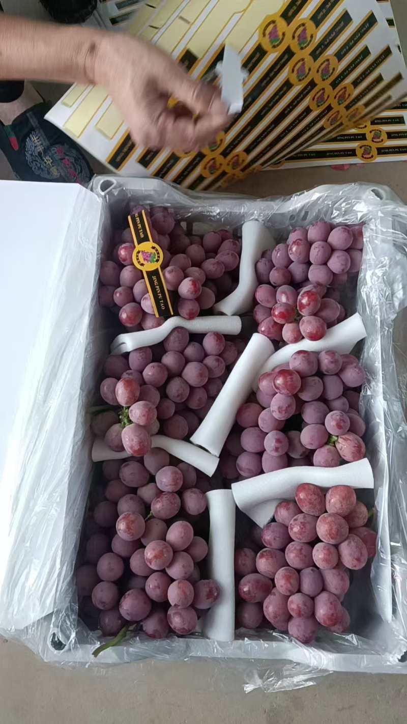 云南红提大量上市云南红提欢迎订购全国发货合作共赢
