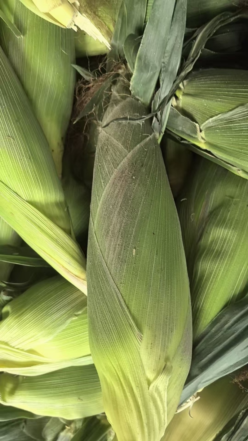 水果玉米，大量有货常年供应产地直发接受视频看货对接全国