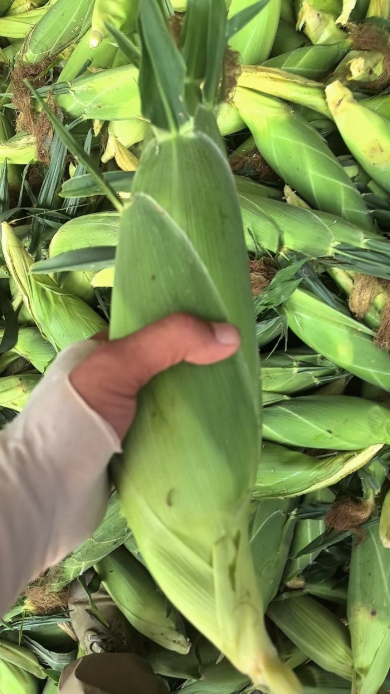 水果玉米，大量有货常年供应产地直发接受视频看货对接全国
