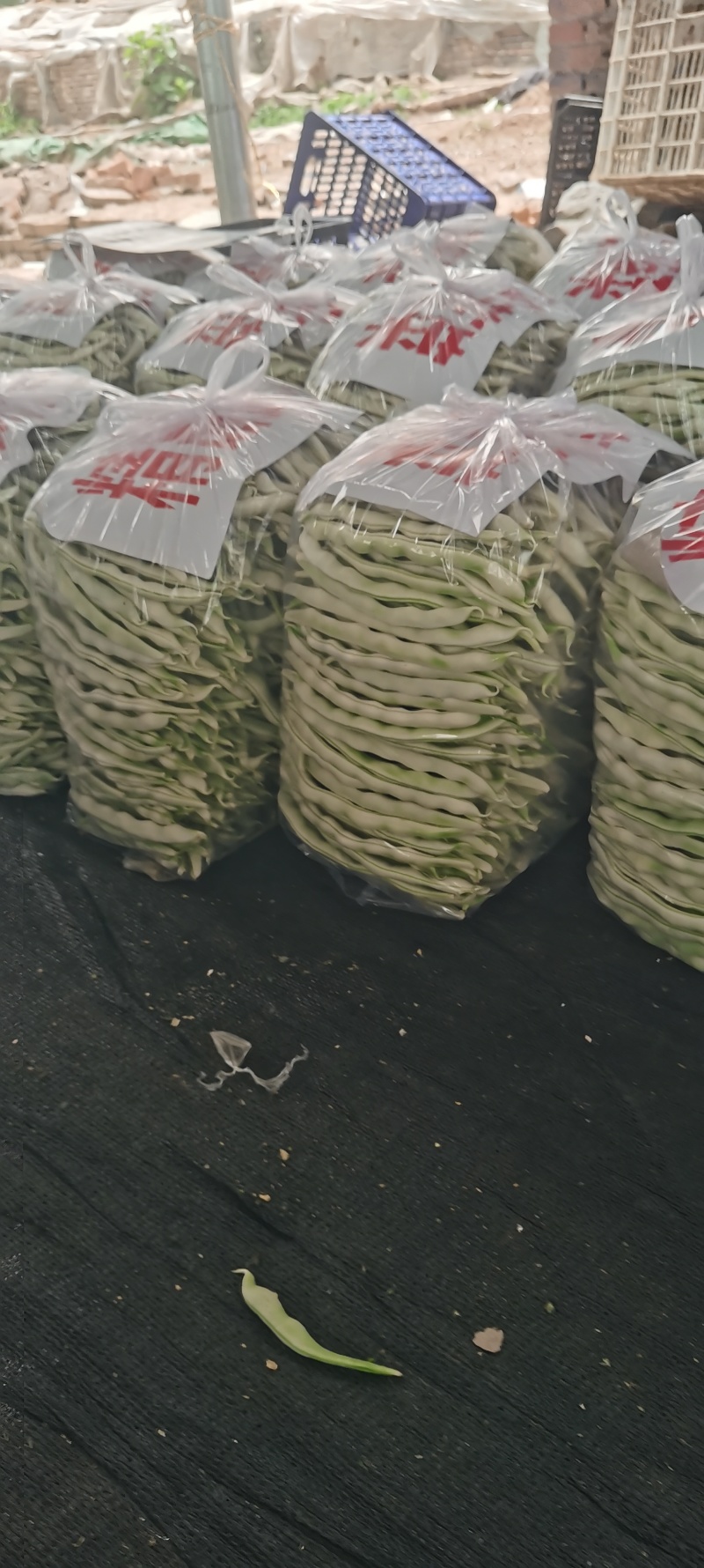 河南芸豆，白不老，基地直供。视频看货，线上保障交易。