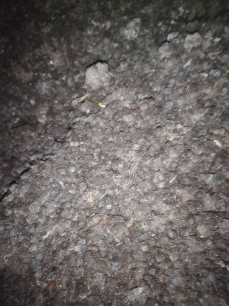 纯羊粪，颗粒羊粪，货源产地，大量批发，走货保定地区
