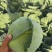 精品奥奇拿扁包菜2-4斤，菜嫩颜色好！！