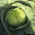 精品奥奇拿扁包菜2-4斤，菜嫩颜色好！！