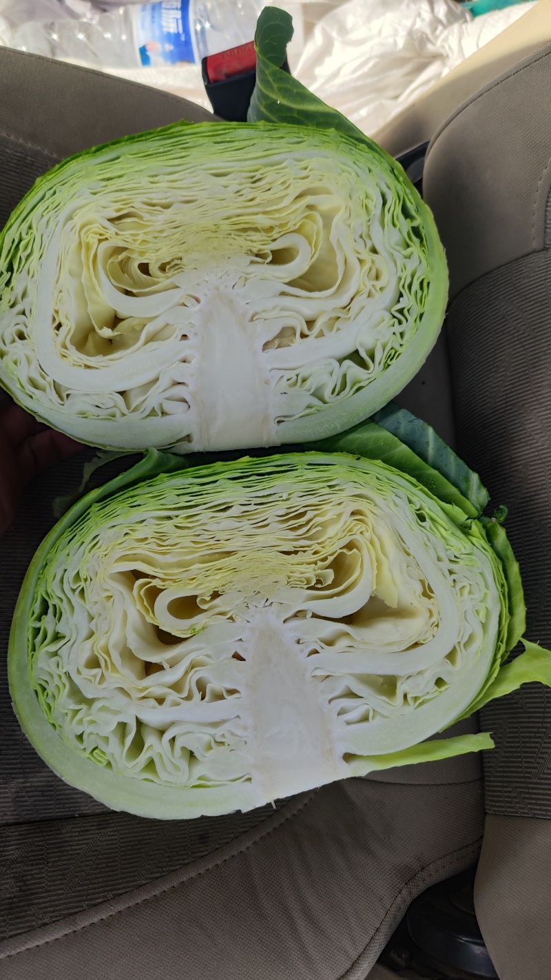 精品奥奇拿扁包菜2-4斤，菜嫩颜色好！！