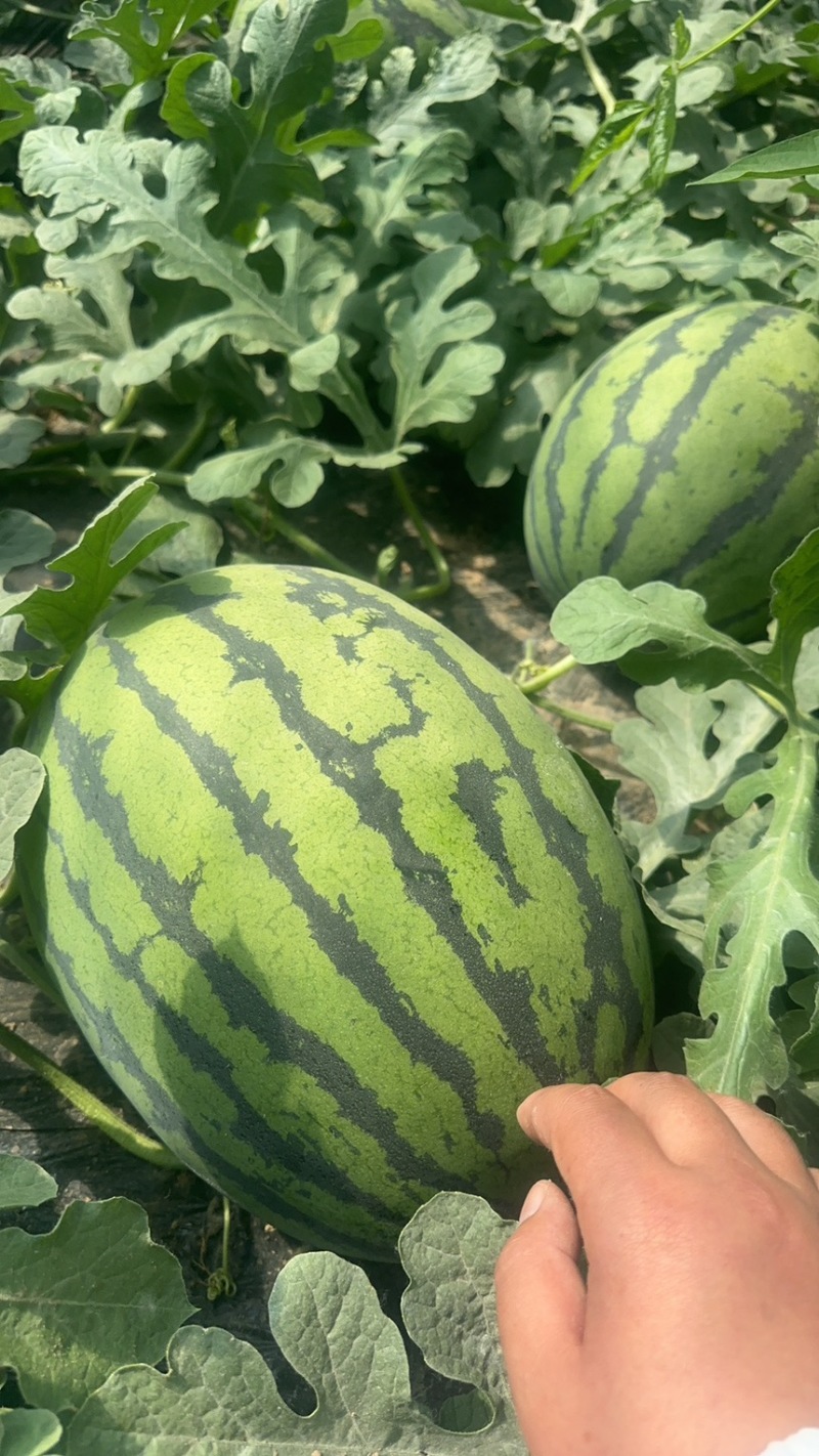 宁夏沙地甜王西瓜大量供应，货源充足质量三包