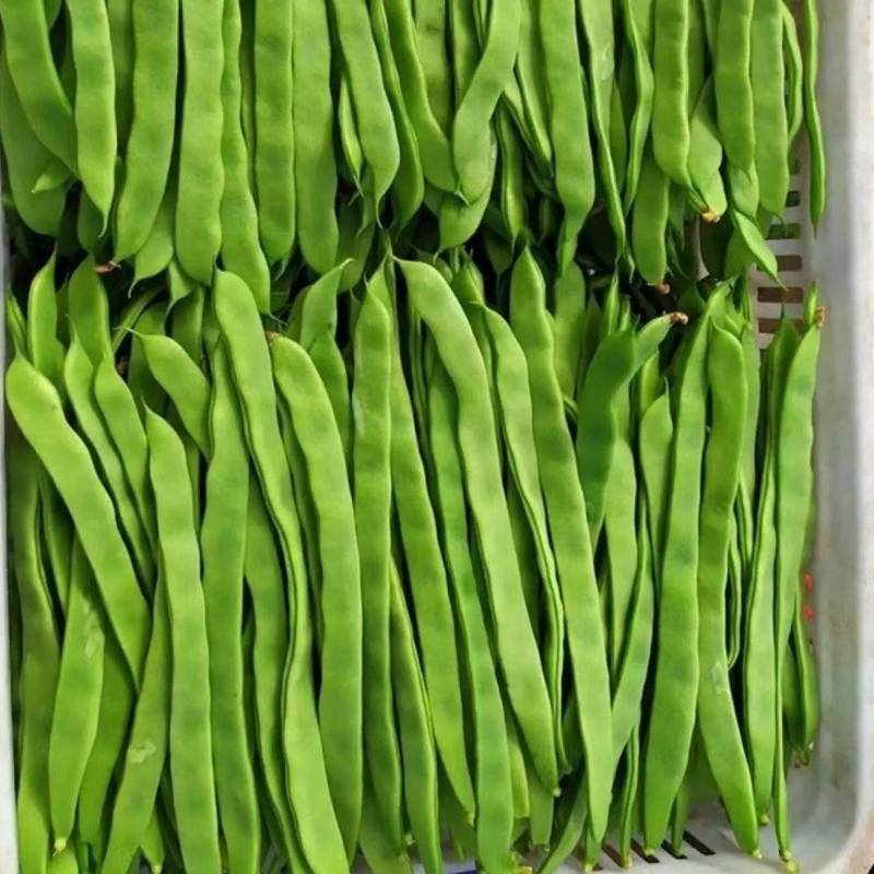 山西扁豆扁芸豆豆角地头现摘现发对接各大商超