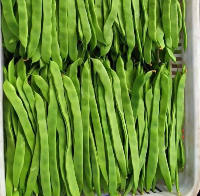山西扁豆扁芸豆豆角地头现摘现发对接各大商超