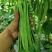 山西扁豆扁芸豆豆角地头现摘现发对接各大商超