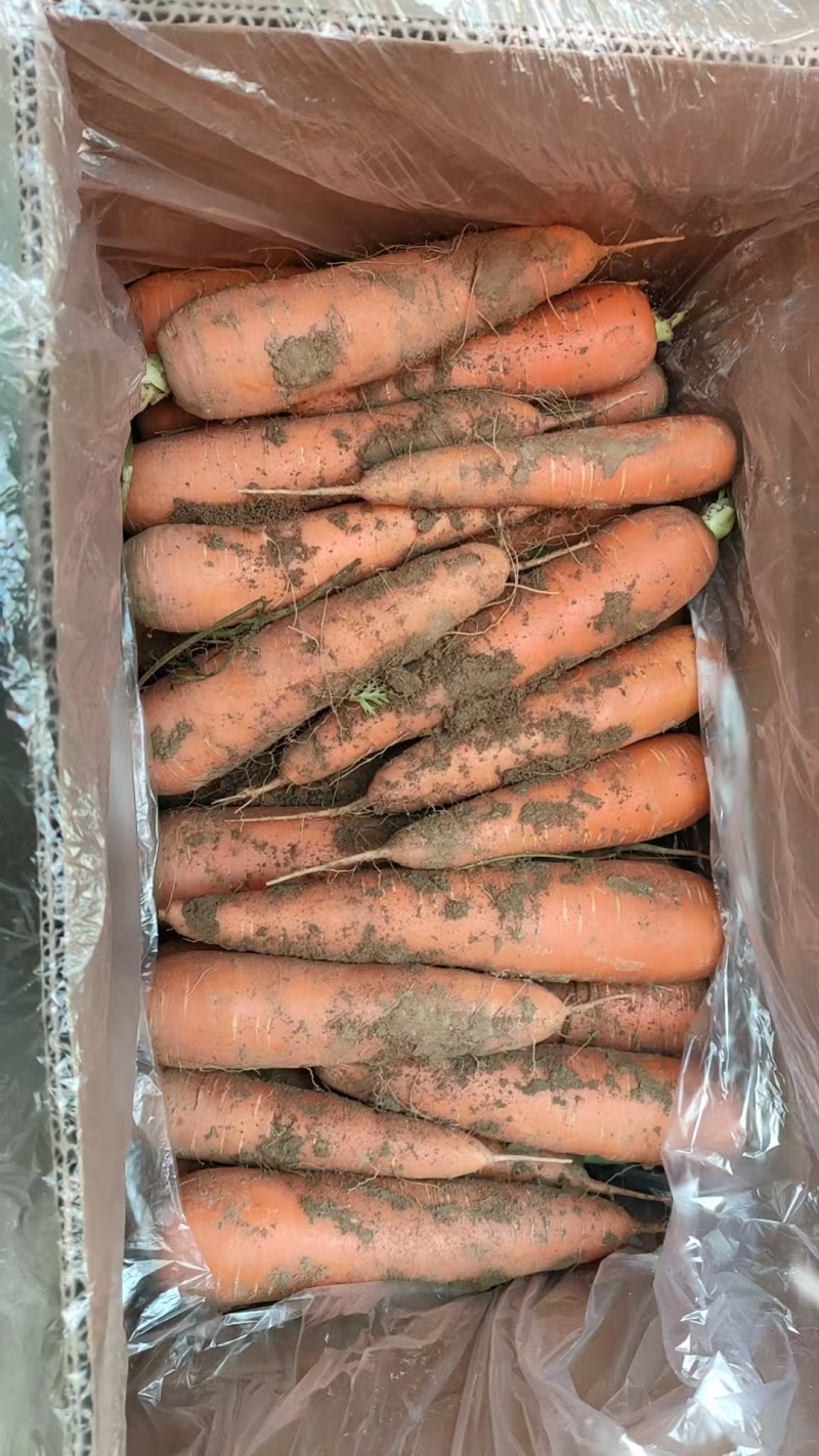 【推荐】精品胡萝卜新品上市/产地直发/对接商超批发市场