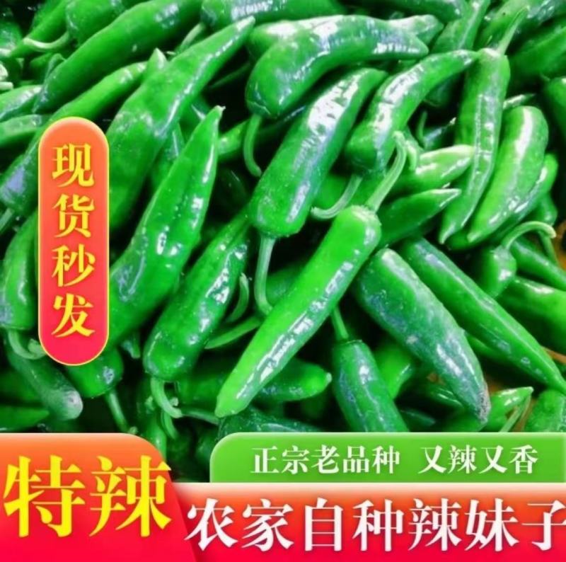 山西应县辣妹子鲜辣椒地头现发，欢迎全国客商来电咨询