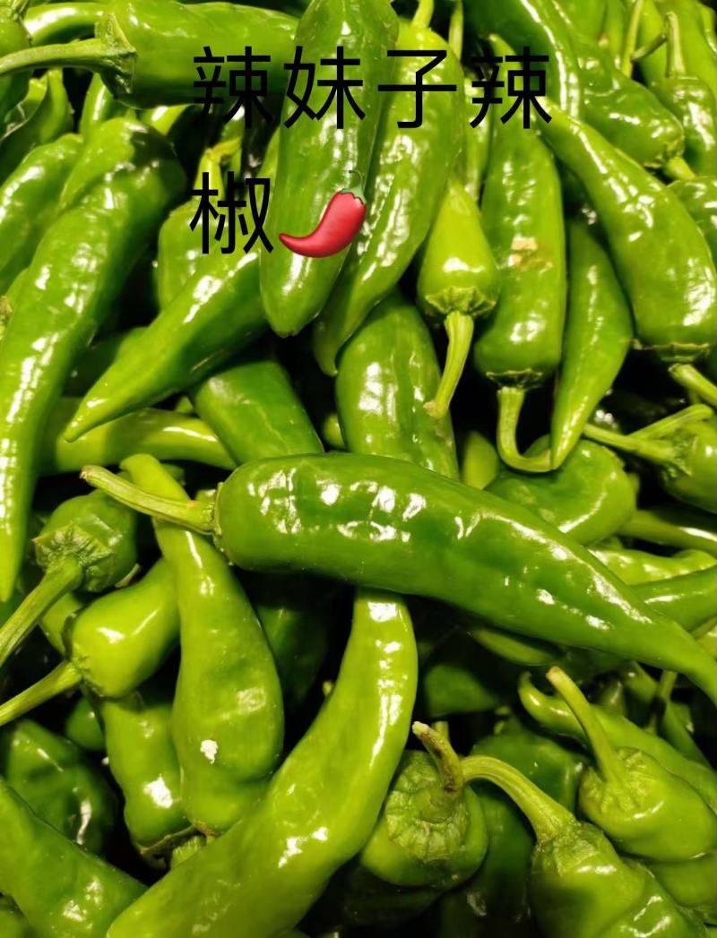 山西应县辣妹子鲜辣椒地头现发，欢迎全国客商来电咨询