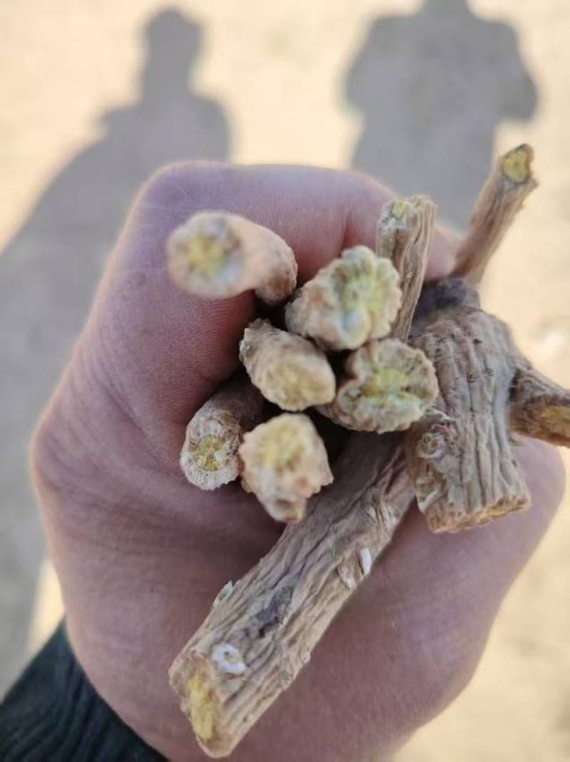 板蓝根