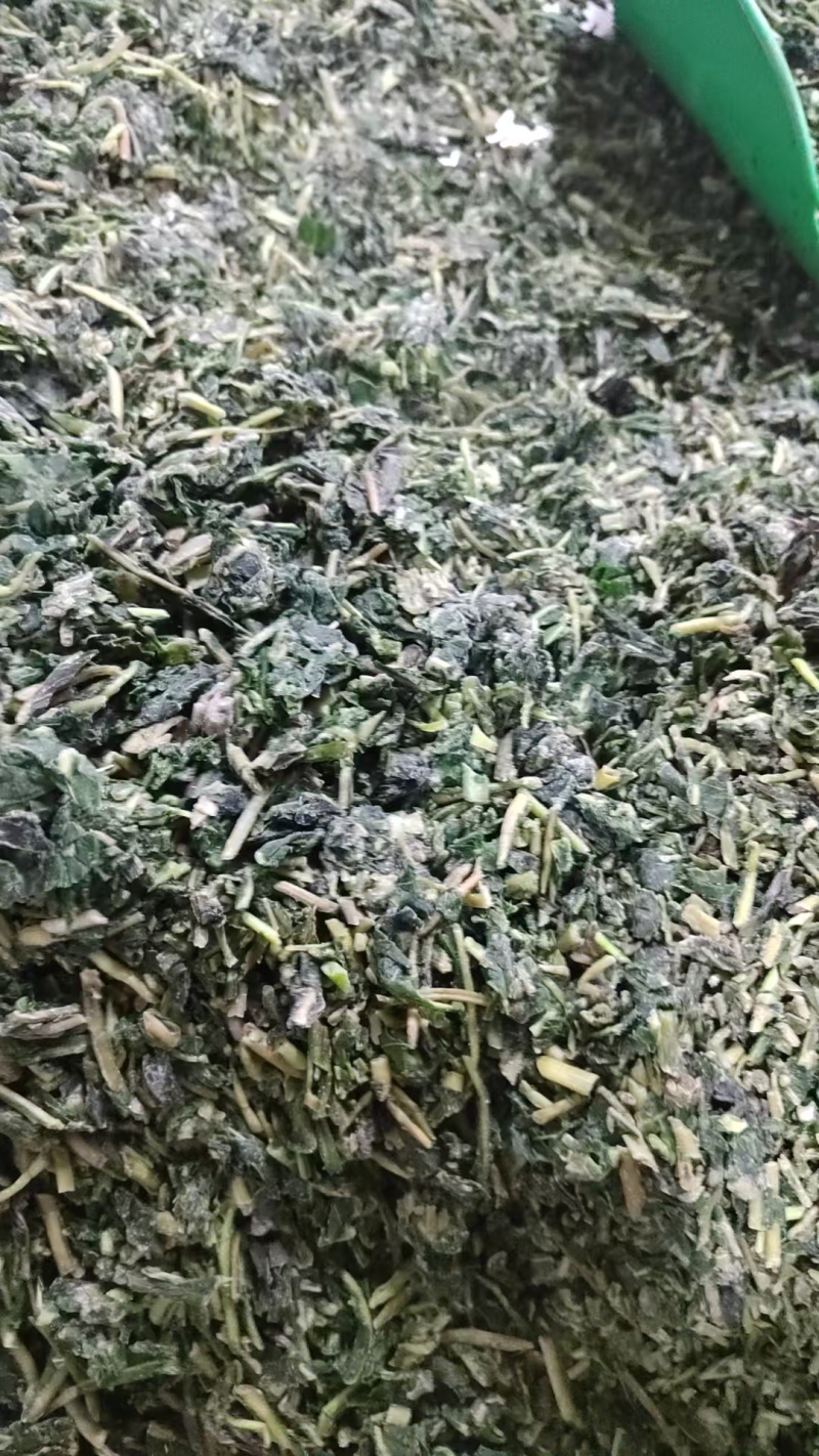 河南精品速冻蒲公英，品质精品，量大价优新鲜采摘加工速冻