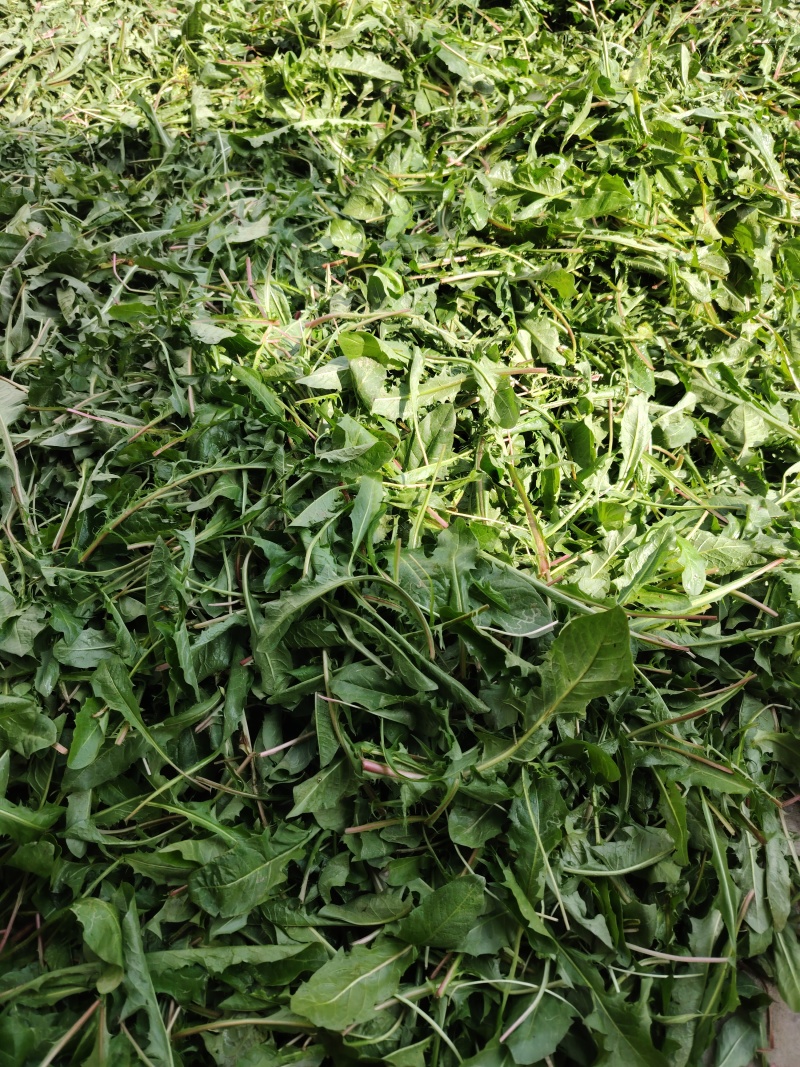 河南精品速冻蒲公英，品质精品，量大价优新鲜采摘加工速冻