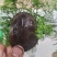 宠物乌龟