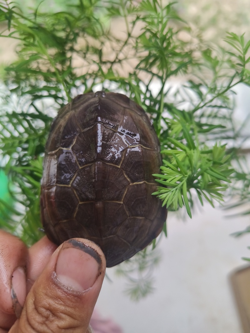 宠物乌龟