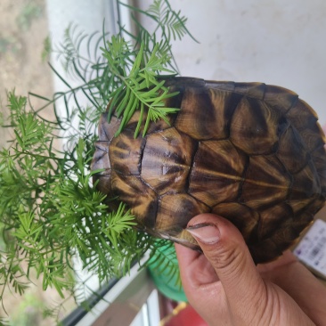 宠物乌龟