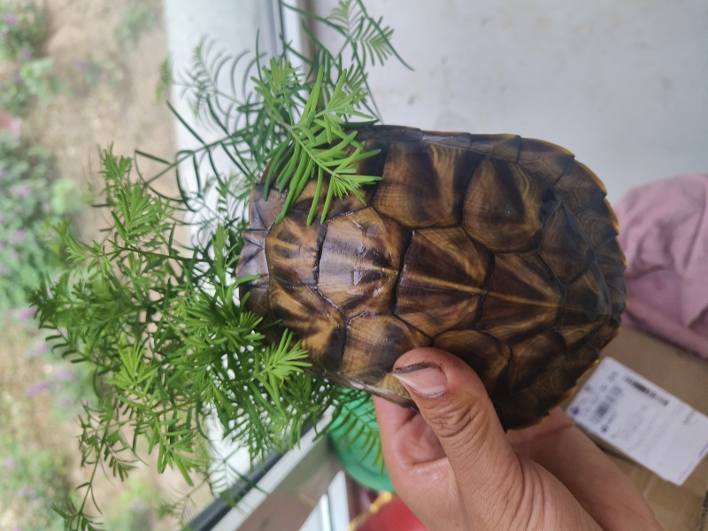 宠物乌龟