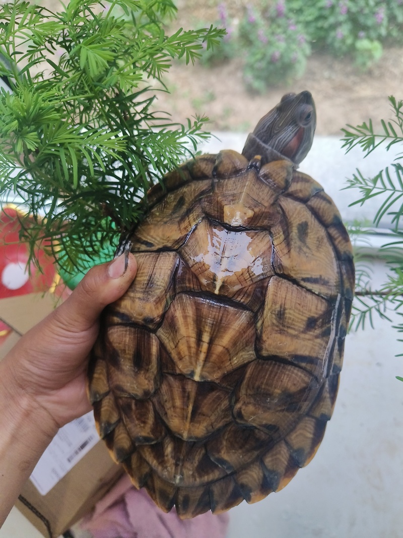 宠物乌龟