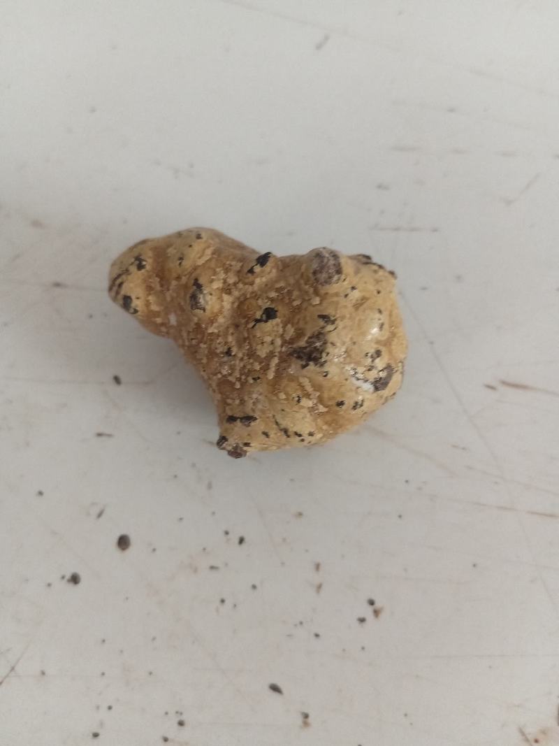 羊宝羊结石，十克左右