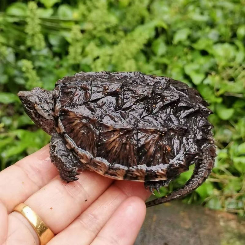 宠物乌龟