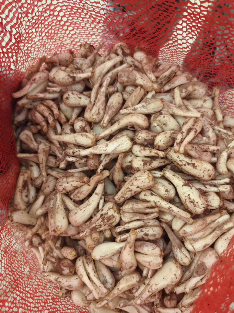 精品藠头大量供应货源充足，量大从优新鲜发
