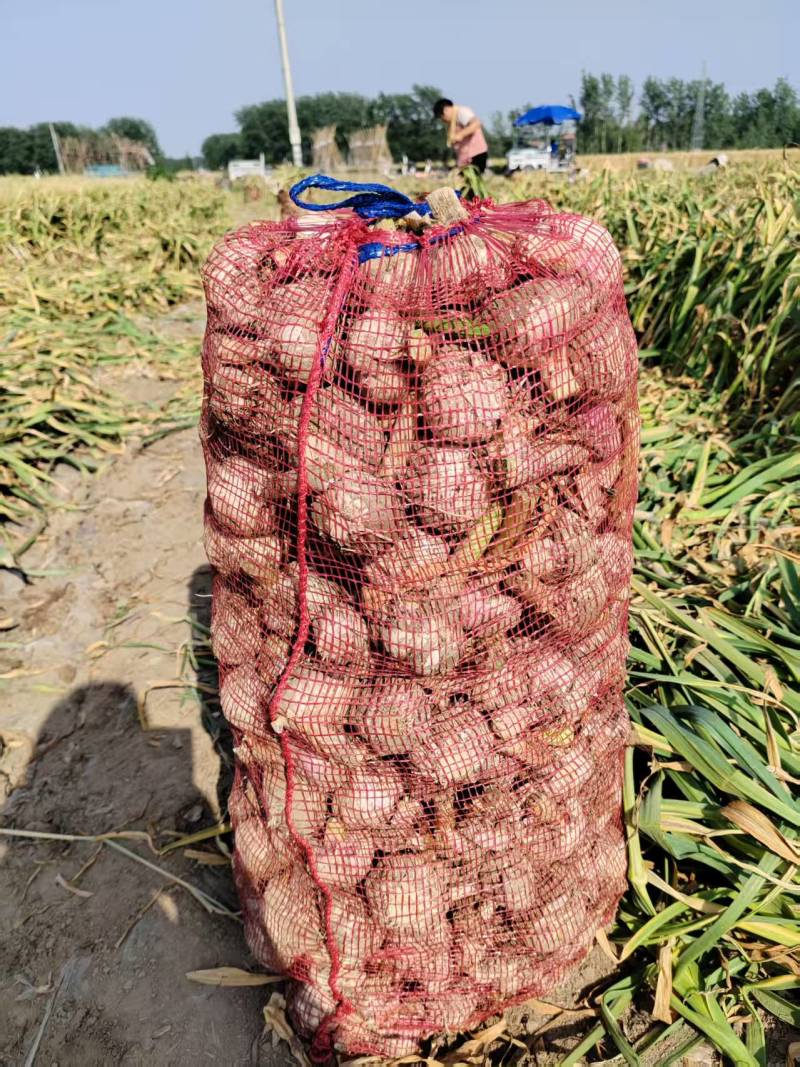 山东《紫皮蒜》大量上市中基地直发2025新蒜对接商超
