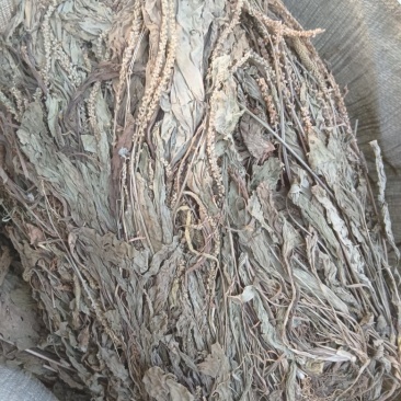 野生车前草，车前草陈货，车前草，东前草。