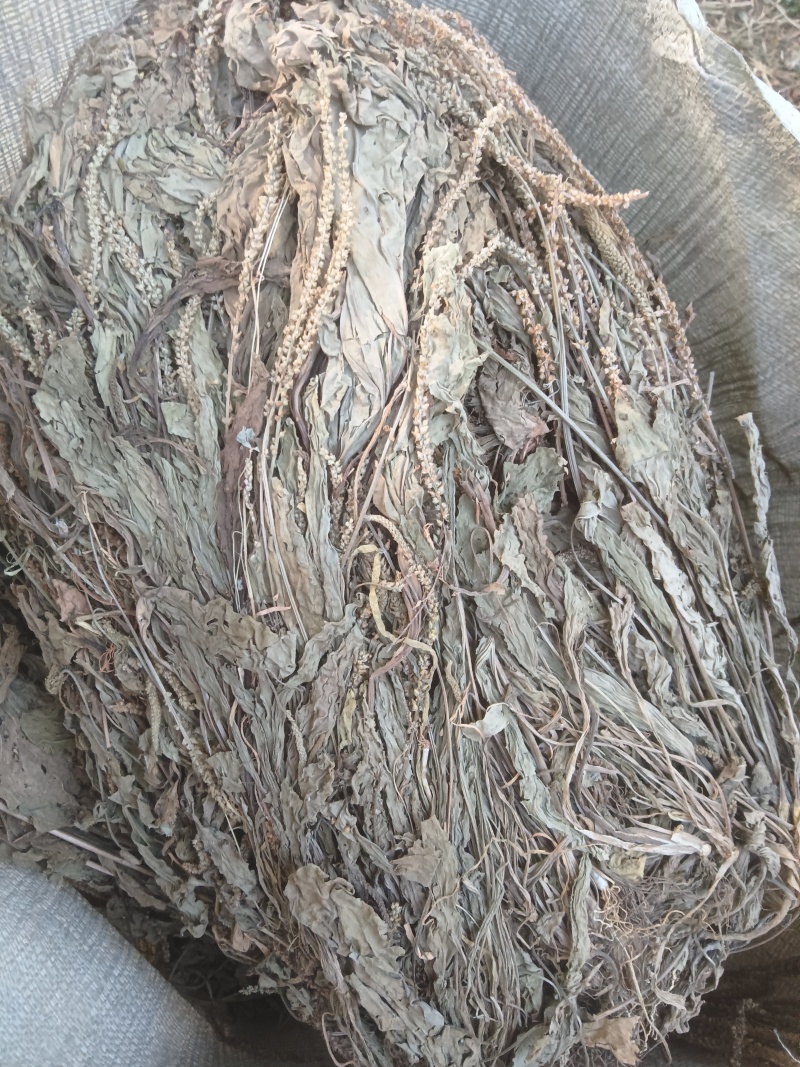 野生车前草，车前草陈货，车前草，东前草。