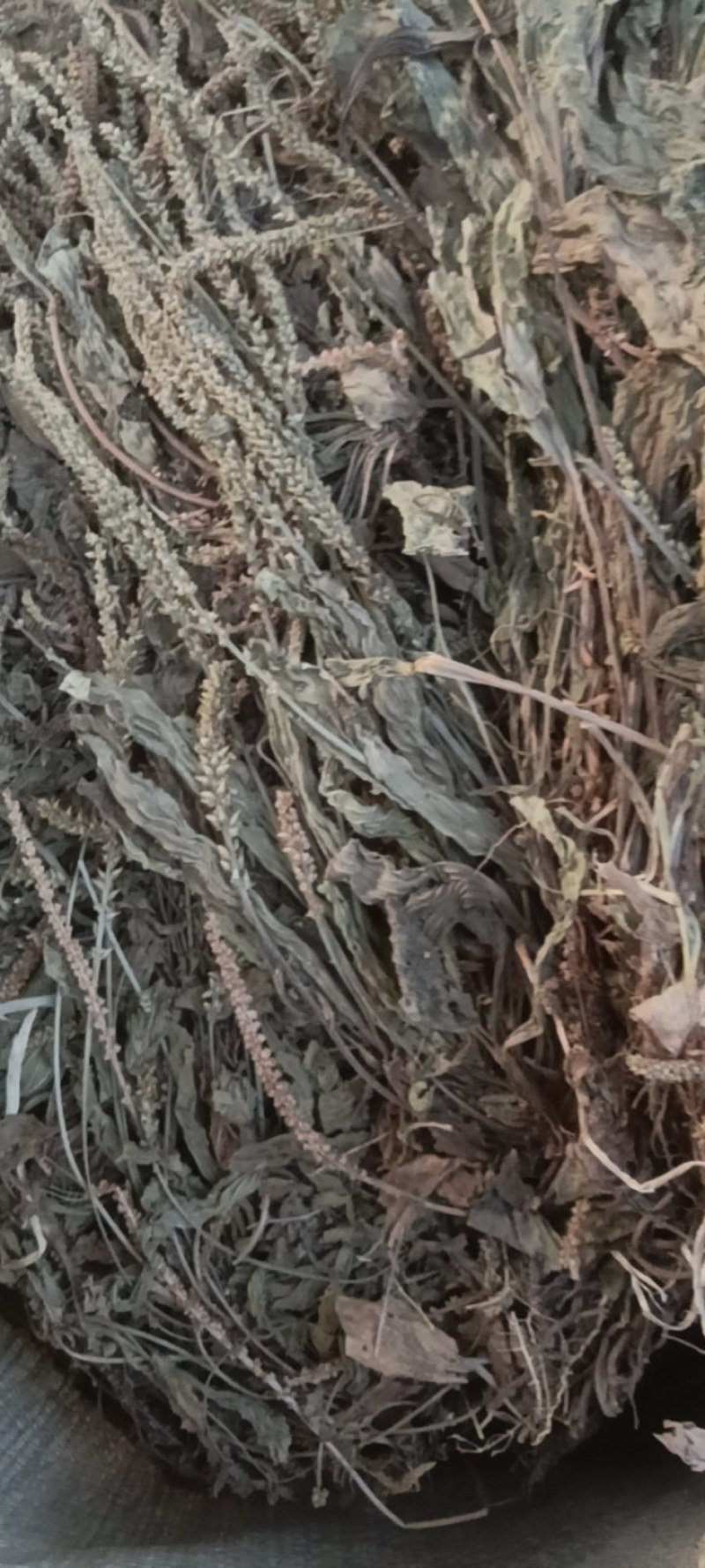 野生车前草，车前草陈货，车前草，东前草。