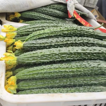 精品密刺黄瓜，山西运城大量供应货源充足量大