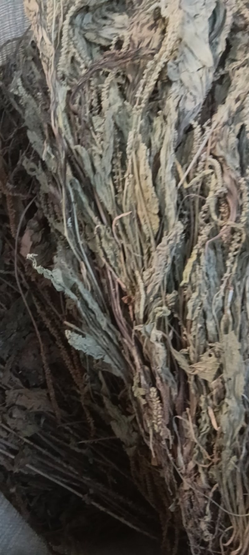野生车前草，车前草陈货，车前草，东前草。