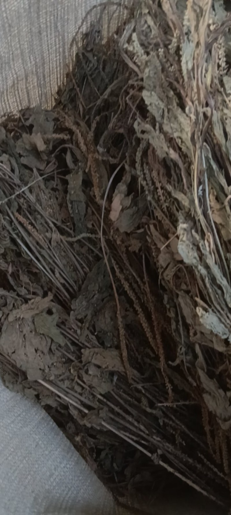 野生车前草，车前草陈货，车前草，东前草。